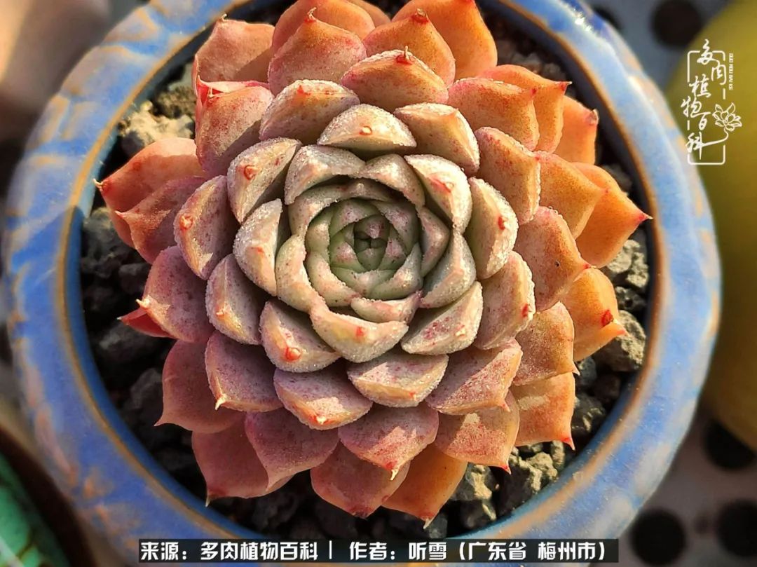 爱上多肉精致生活,爱上多肉我们的减压法宝