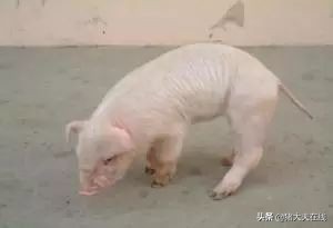 猪链球菌感染病例的诊断方法及防治措施