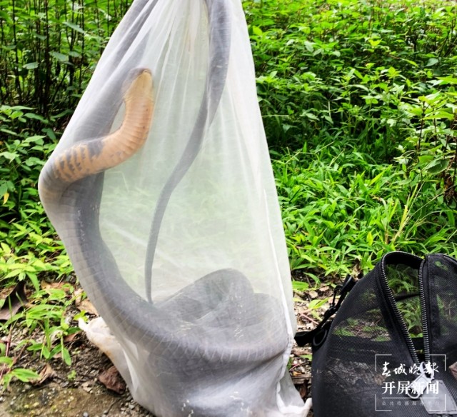 普通蛇遇到眼镜王蛇为何不逃走,哪些蛇最怕眼镜王蛇