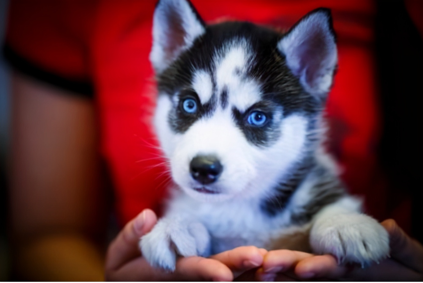 家里养只哈士奇可以辟邪吗,哈士奇的好处和坏处