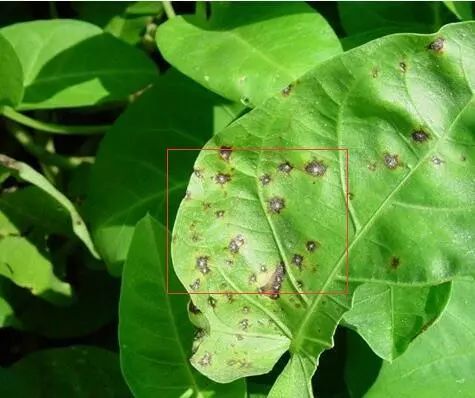 深度学习算法基础算法模型与实战,深度学习目标检测识别的训练思路