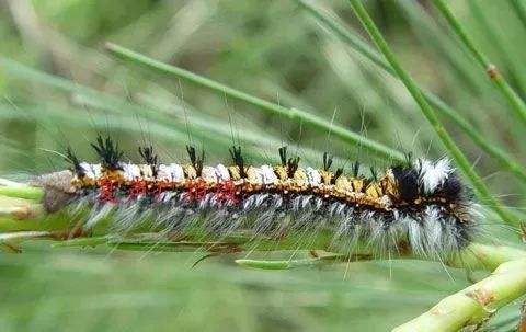 常见害虫识别图片,常见害虫幼虫