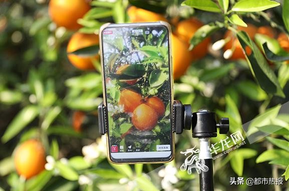 田间地头都是戏重庆奉节有个“犟老头”卖橙玩转直播