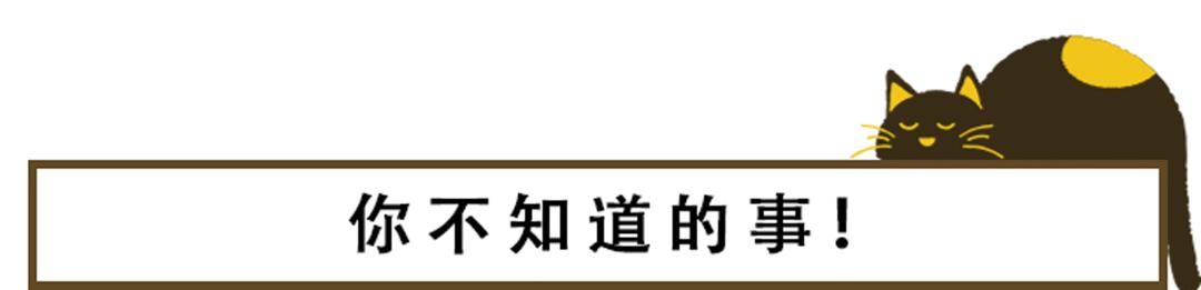 猫咪的天线有什么区别 (猫咪可以自带天线吗)