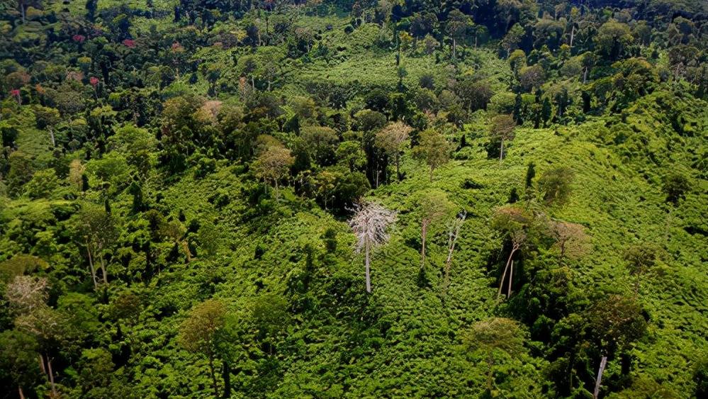 头骨最值钱鸟,头骨很珍贵的鸟