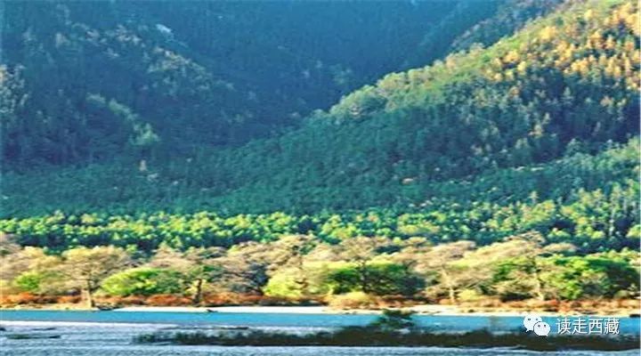 【走*藏西**】羌纳，绿色的海洋