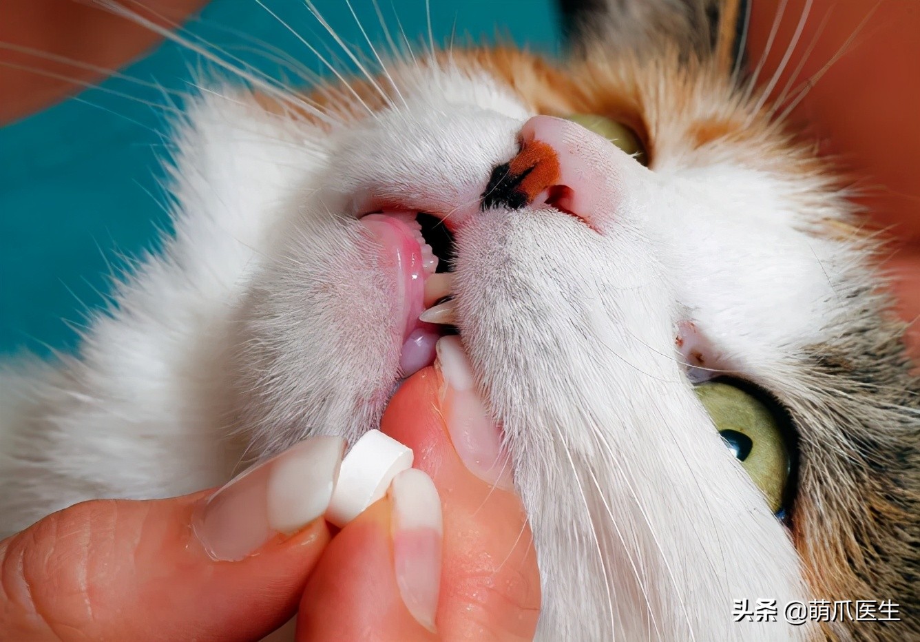 一只蚊子带来的灾难,一只蚊子毁了一个晚上的睡眠