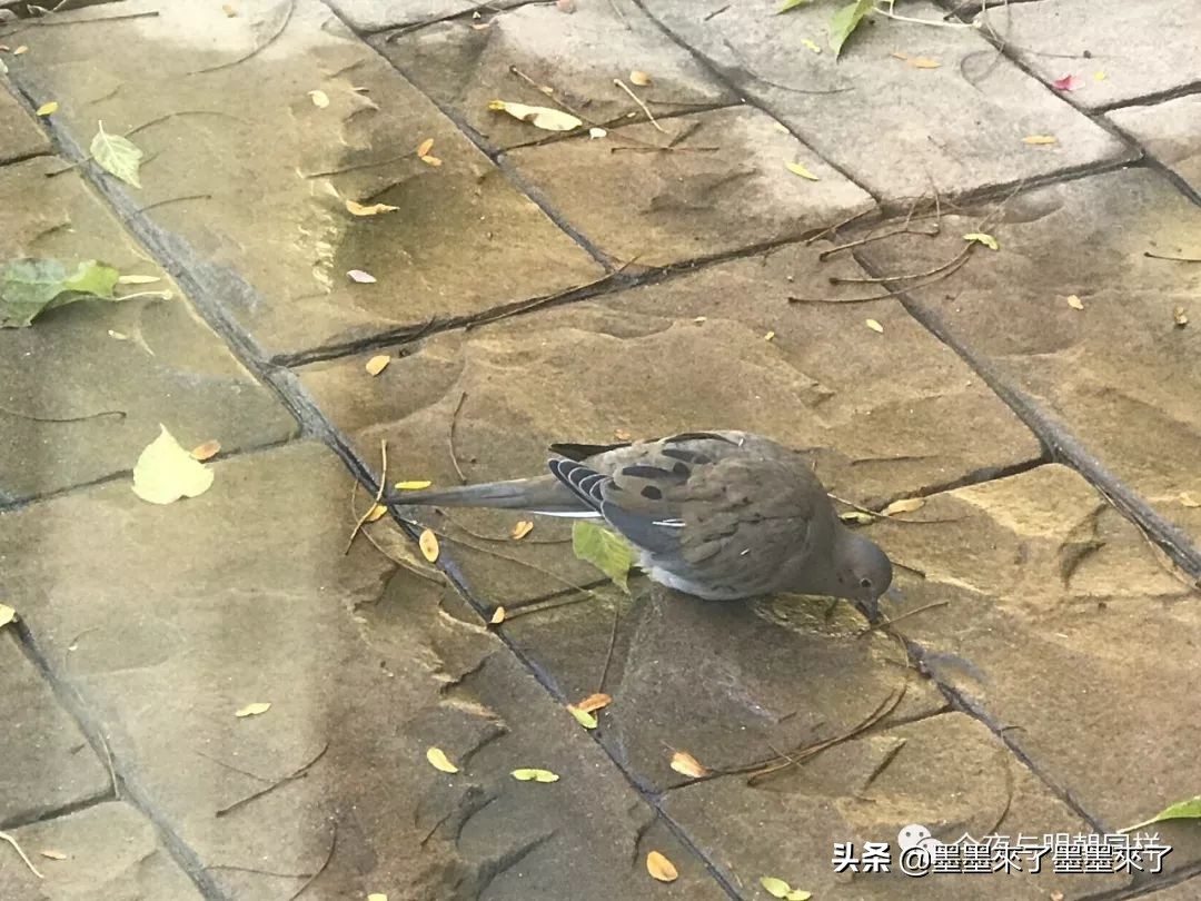 加拿大人慢节奏,加拿大人的日常生活