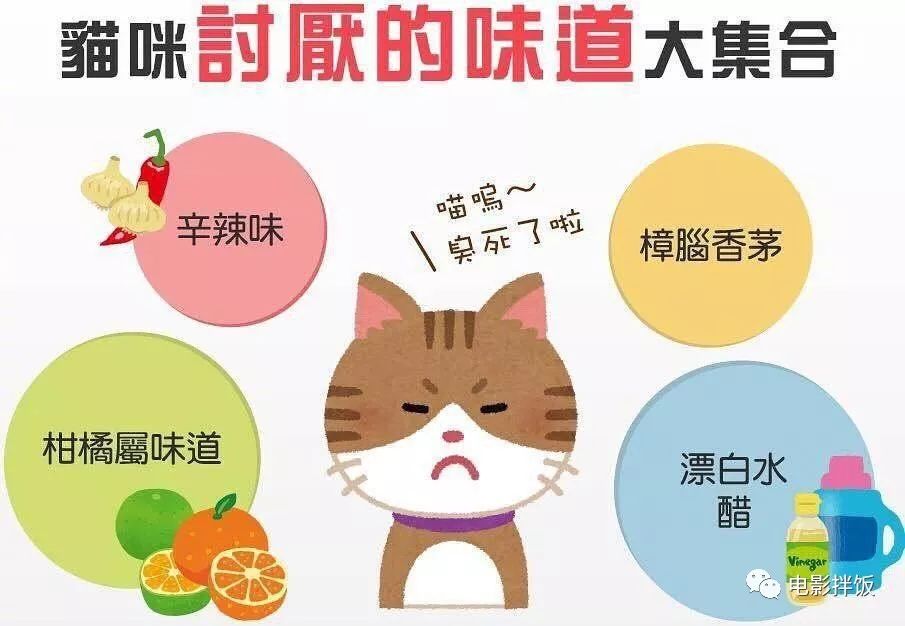 养猫怎样照顾猫,刚刚领养幼猫怎么养