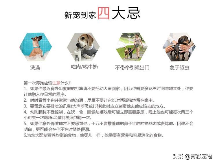 【宠物大学问】狗狗能吃虾吗?