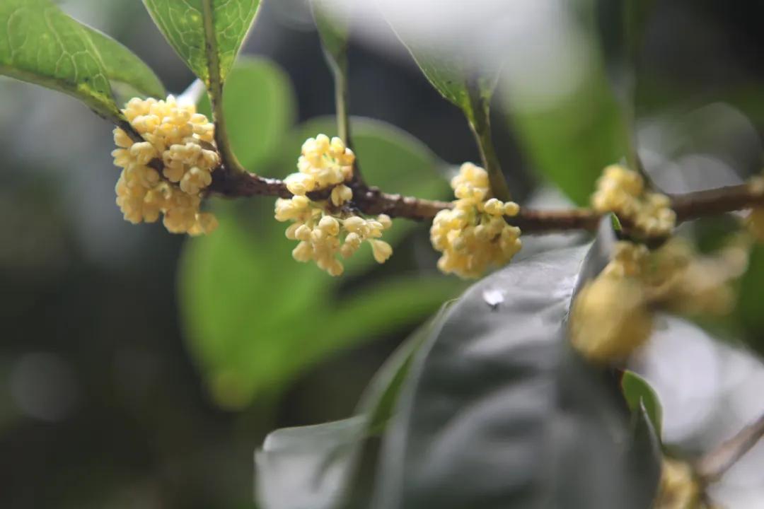 秋分来了，今天有个重要的节日！杭州何时入秋？警惕“秋老虎”