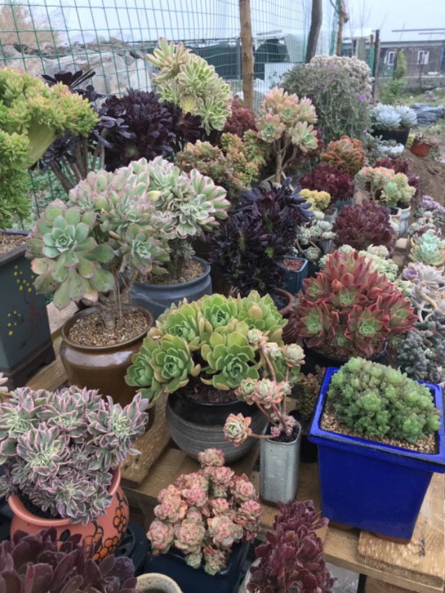 多肉夏季叶子老掉怎么办,多肉夏天老是掉叶子怎么办