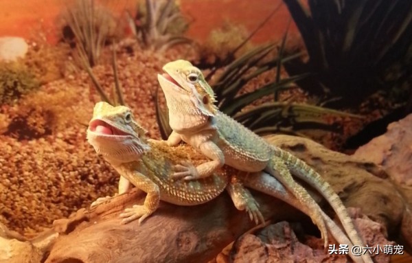 怎么样养好鬃狮蜥苗子,鬃狮蜥是一只养好还是一对养好