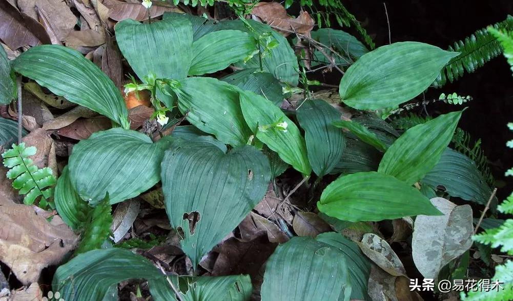 吻兰,云南稀有兰花品种图片金边蕙兰