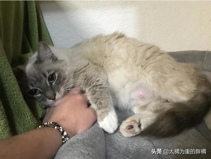 流浪猫躲入家中希望被收养,流浪猫被人喂了还能自己吃吗