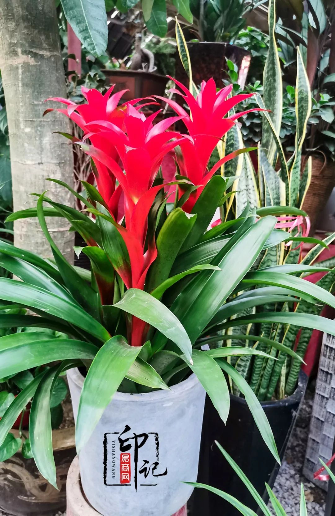 商丘道北花鸟批发市场,商丘花鸟宠物市场