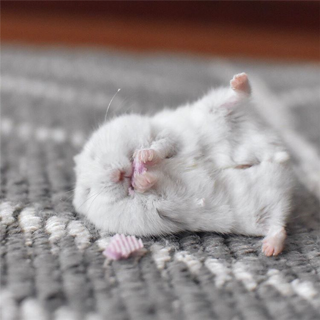 仓鼠躺着吃美食，吃完后鼠鼠笑容满面，饲主却心很累