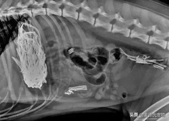 英斗不爱动正常吗,英斗懒得不想出门