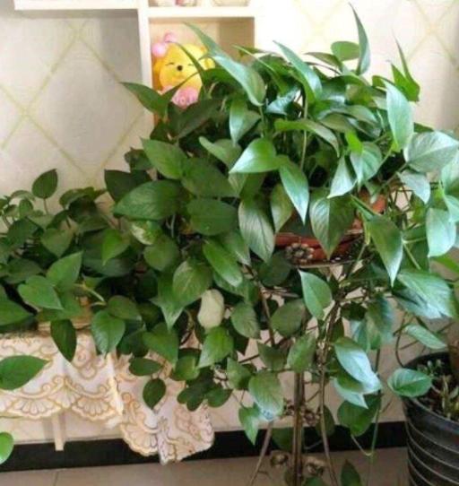 盆栽绿萝怎么养才能更旺盛小妙招,盆栽绿萝用什么营养素才好