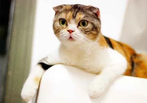 猫咪中暑的症状及治疗方法,猫咪生病铲屎官上班怎么办