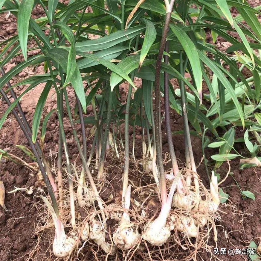 种植中药材回收公司靠谱吗,最有保障的中药材种植常年包回收