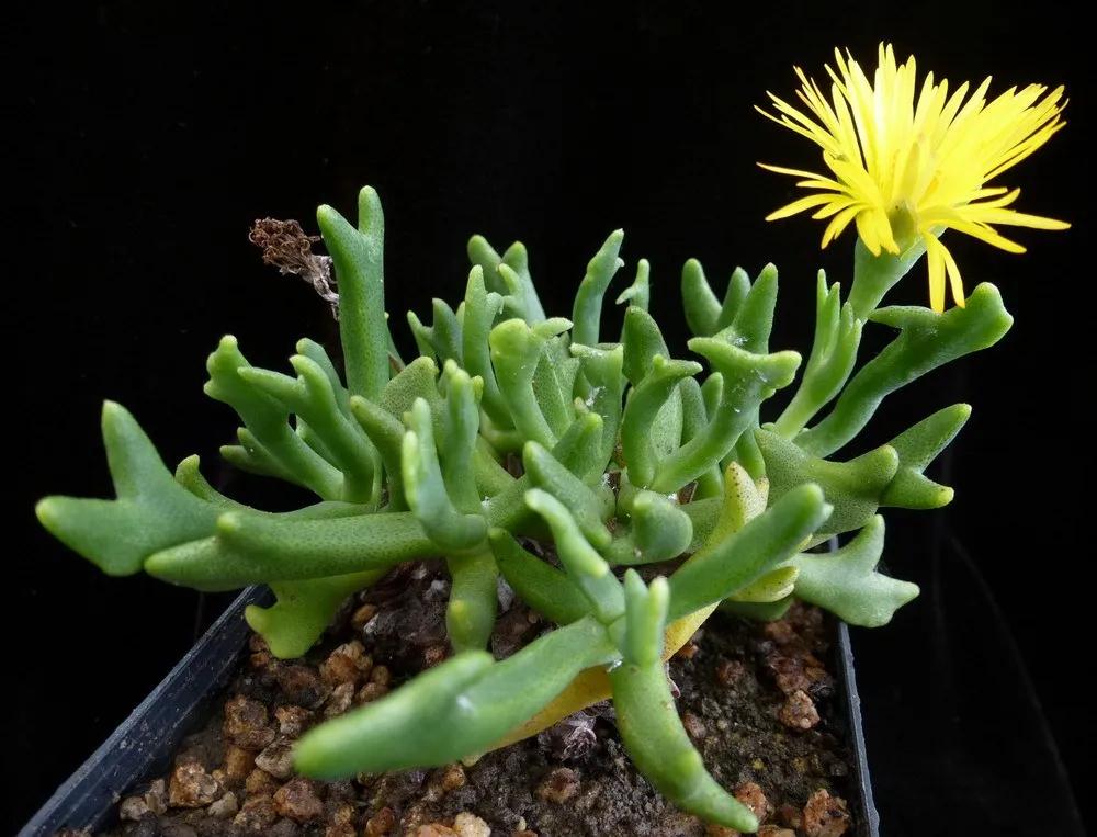 多肉植物科普讲解,林草科普活动方案