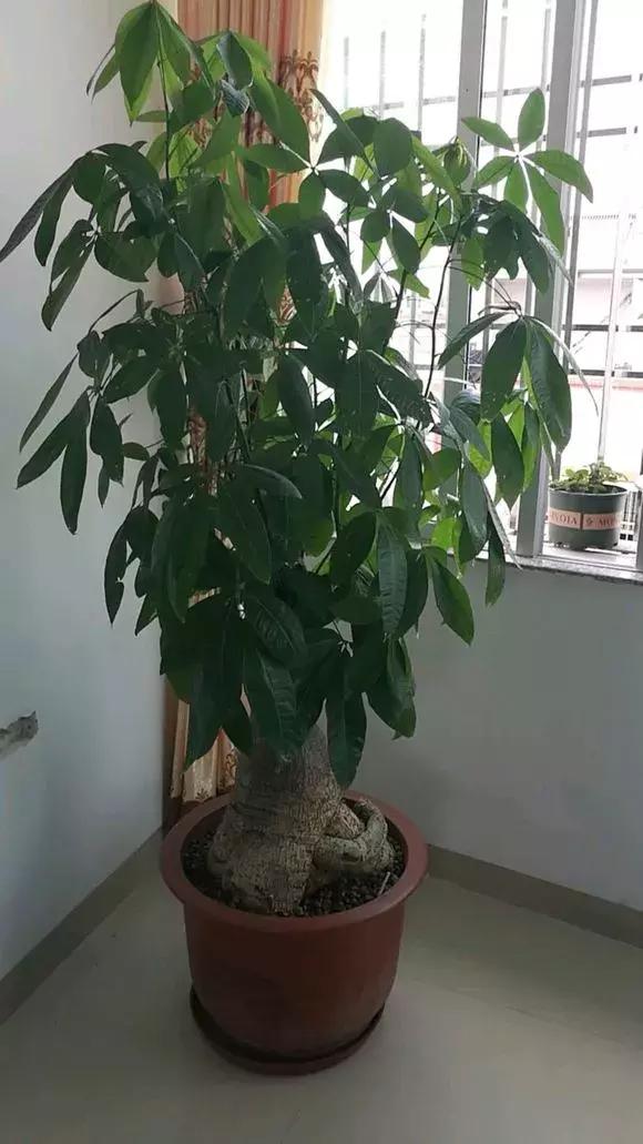 发财树不长新叶是怎么回事,发财树一直不长不高怎么办