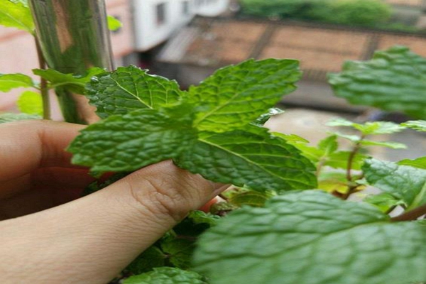 室内驱蚊子最有效的盆栽小妙招,家里种什么盆栽可以驱蚊