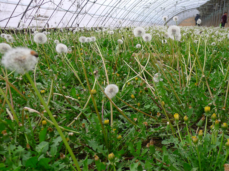 蒲公英种植技术详解农技学堂,露地蒲公英种植方法和时间