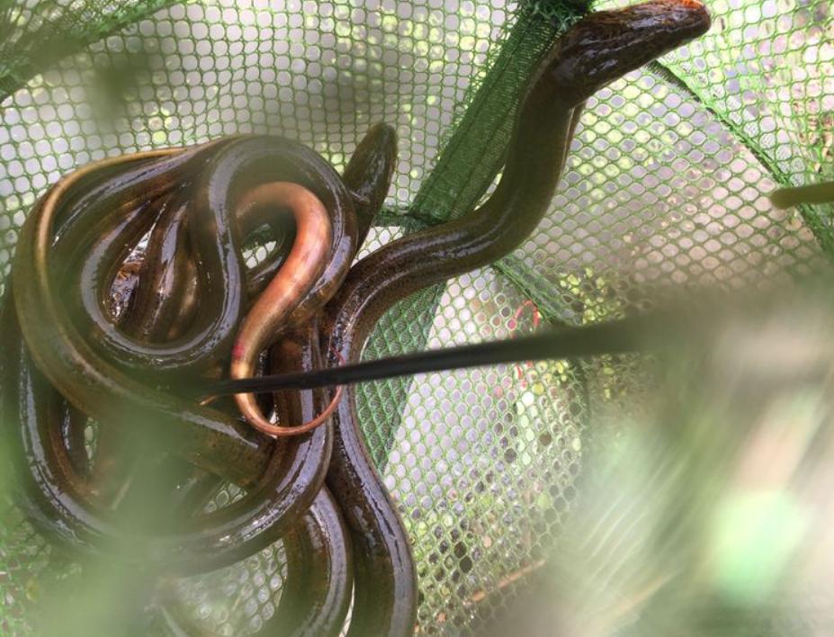 男子田野边挖到一条血红的黄鳝,湖南农民挖出巨型黄鳝
