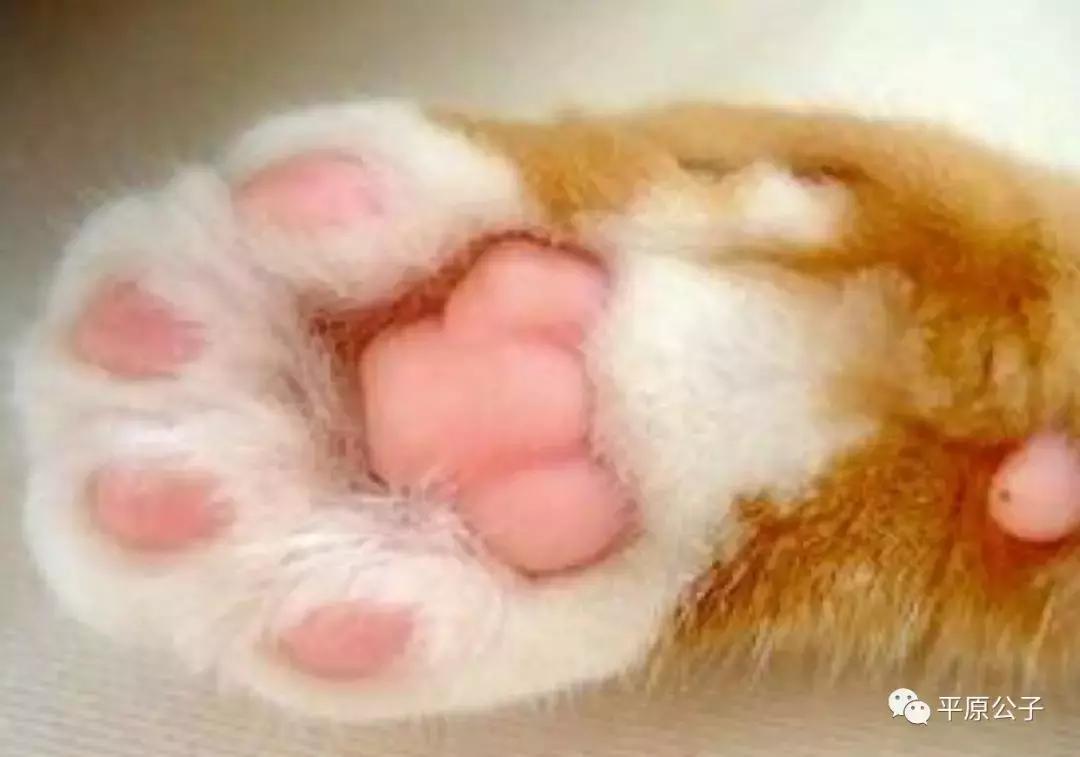 星巴克第一款猫爪咖啡杯,猫爪咖啡杯是真的吗