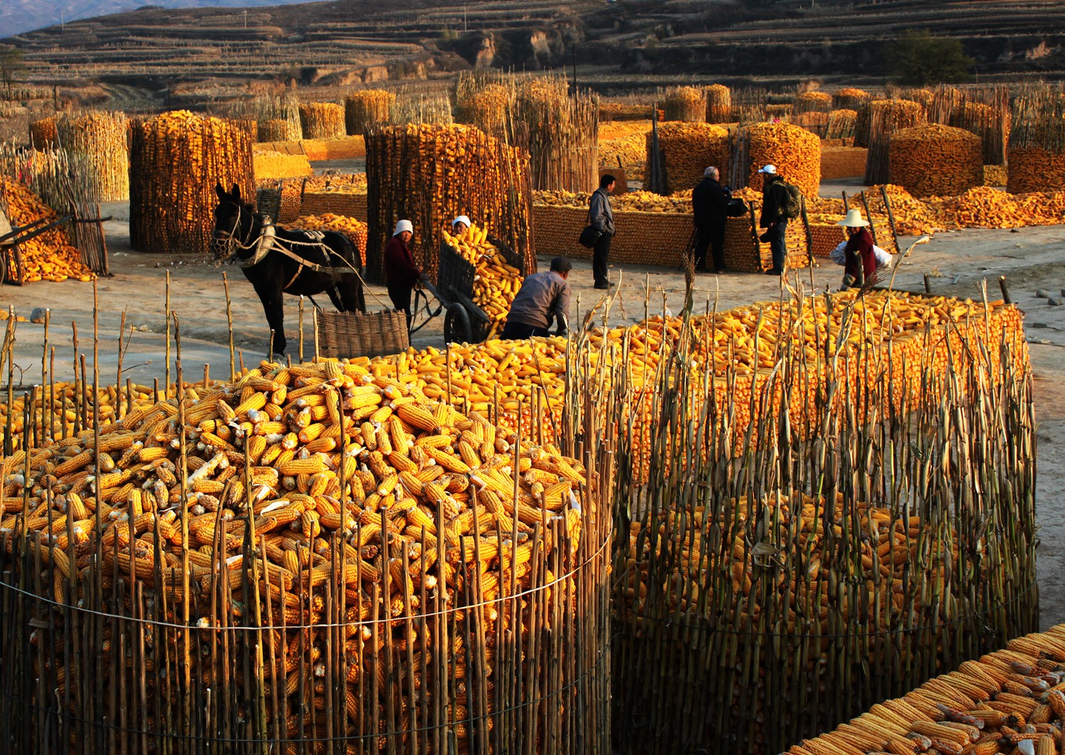 丰收快乐节,农民丰收节唱出丰收喜悦