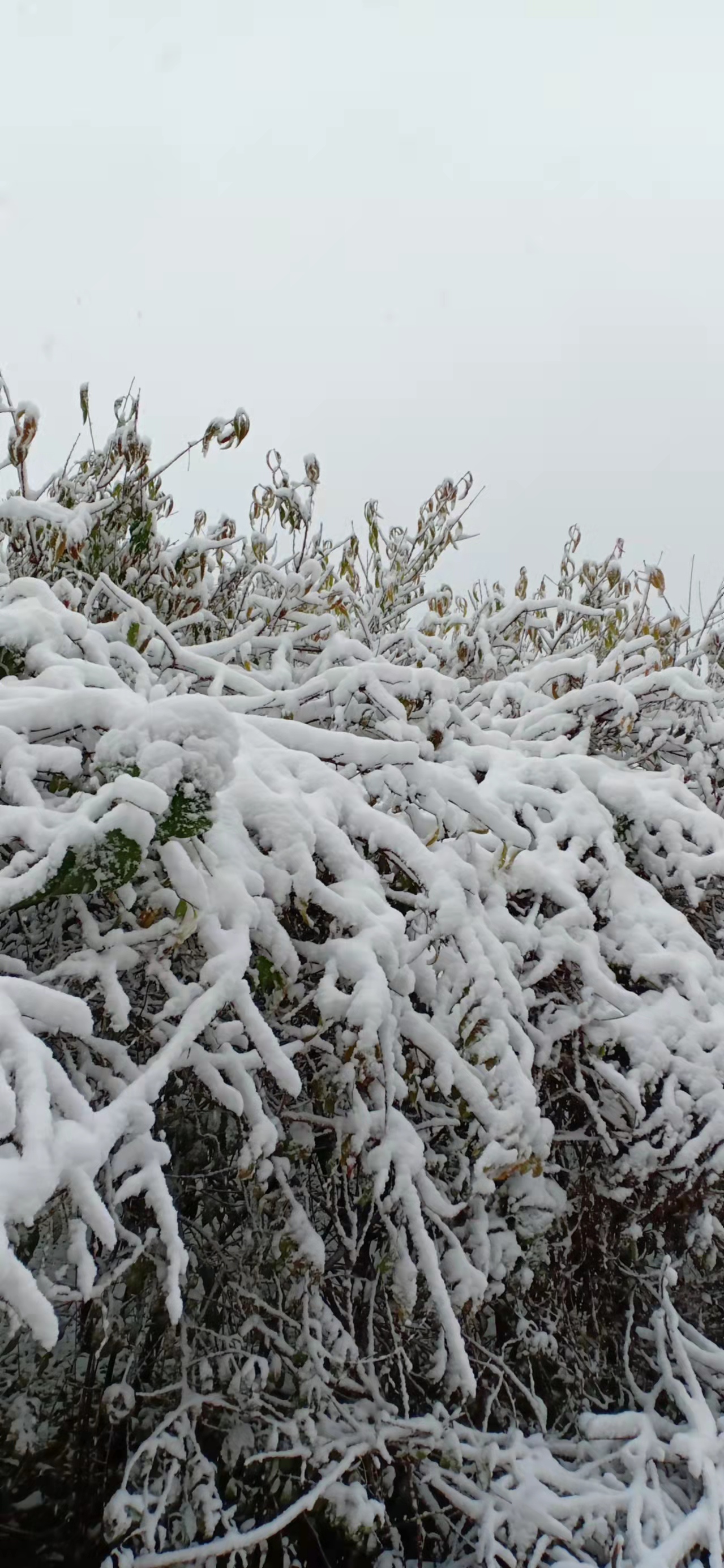 七绝立冬感怀新韵,五绝立冬感怀