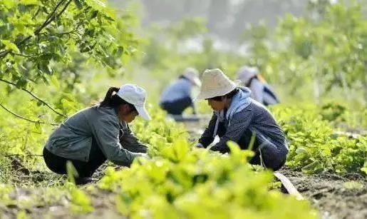 200亩荒山可以投资什么,农村荒山创业项目大全