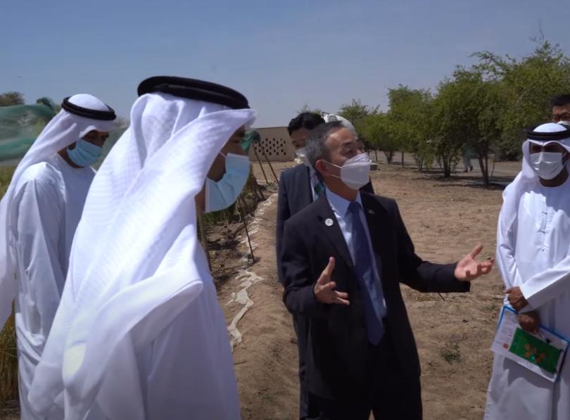 袁隆平在迪拜种水稻,袁隆平团队迪拜沙漠海水稻