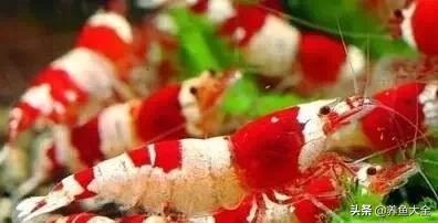 草缸养观赏虾,观赏虾分公母