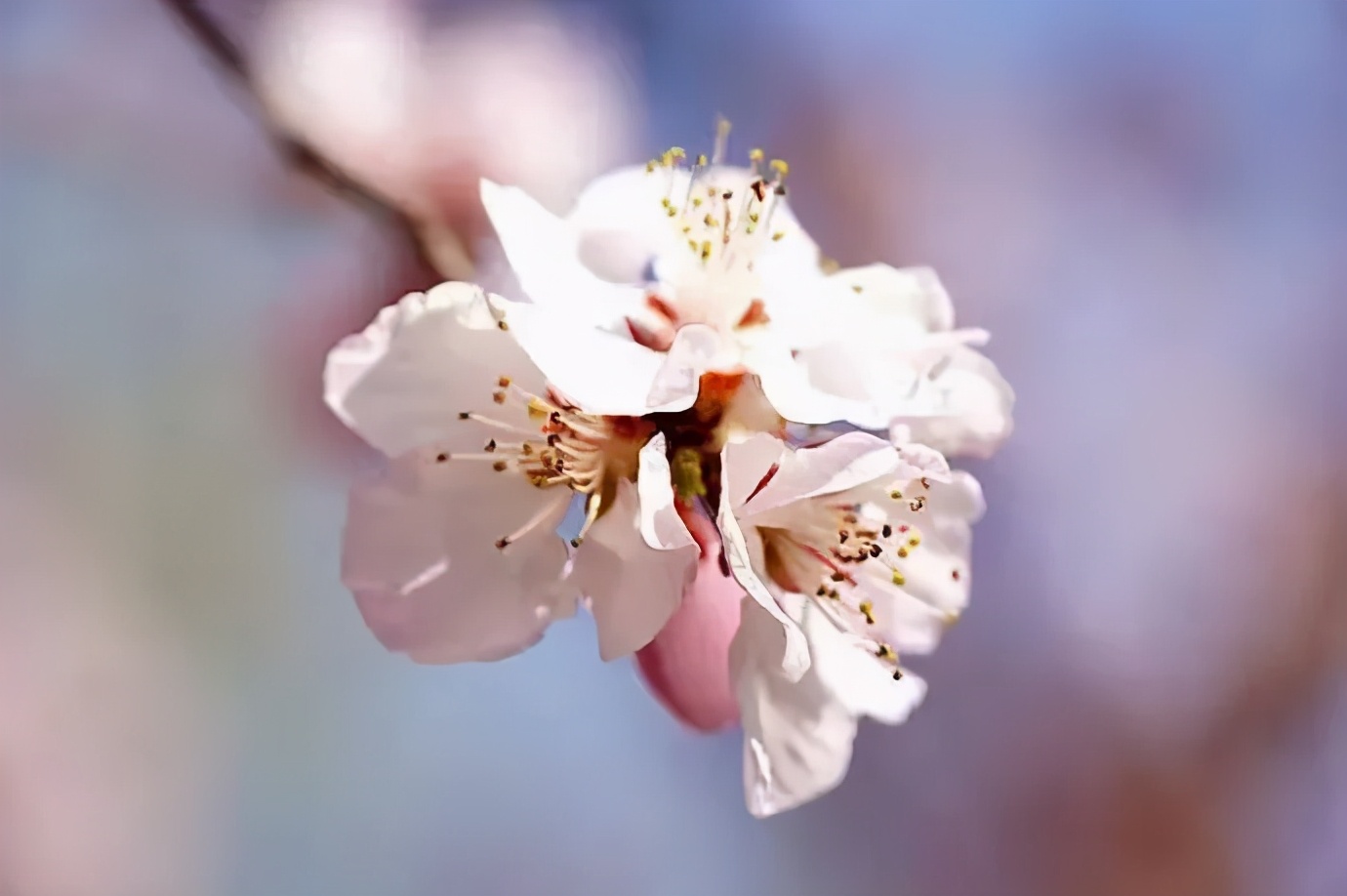 仲春初四日春色正中分古诗,今日春分昼夜平分春意融融