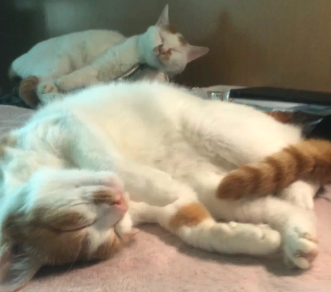 猫咪怎么治疗猫病最有效,新手养猫指南猫咪生病的征兆