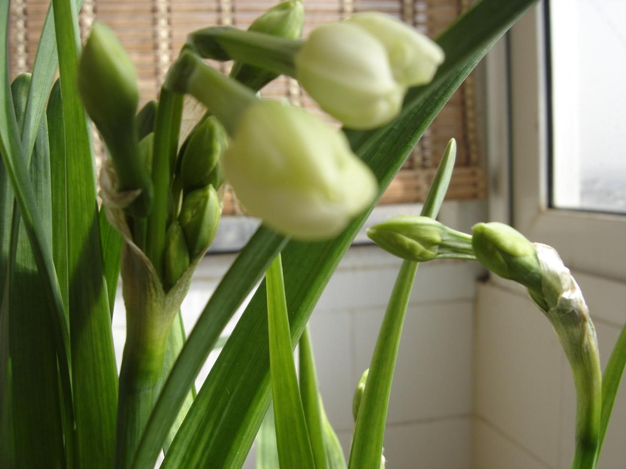 水仙花怎么养视频,水仙花怎么养图解视频