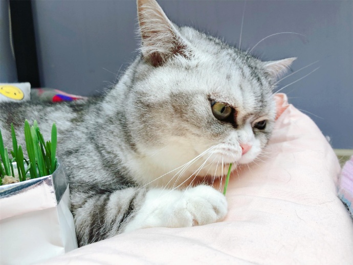 田园猫常见的8个品种,田园猫最厉害的是什么猫