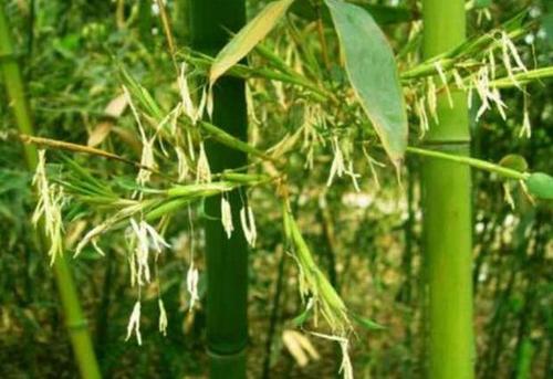 竹子成本低收益大,竹子的赚钱方法