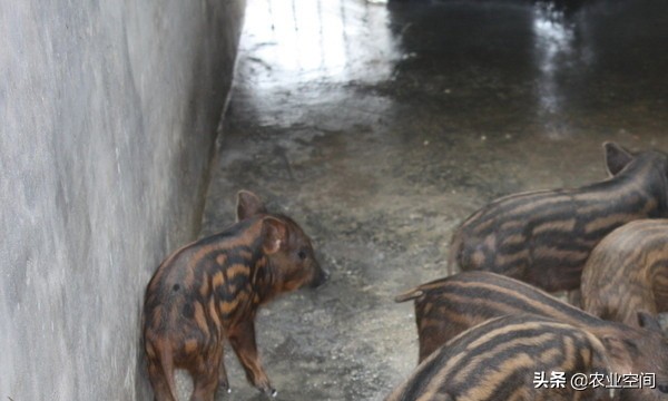 野猪的养殖技术方法有哪些,养殖野猪知识大全