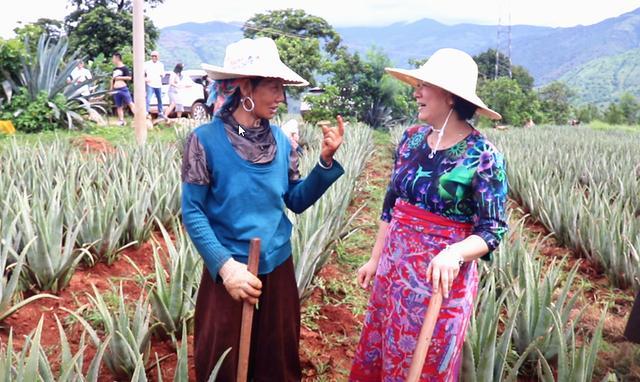 荟宝我家的芦荟庄园,荟宝芦荟妆园是做什么的