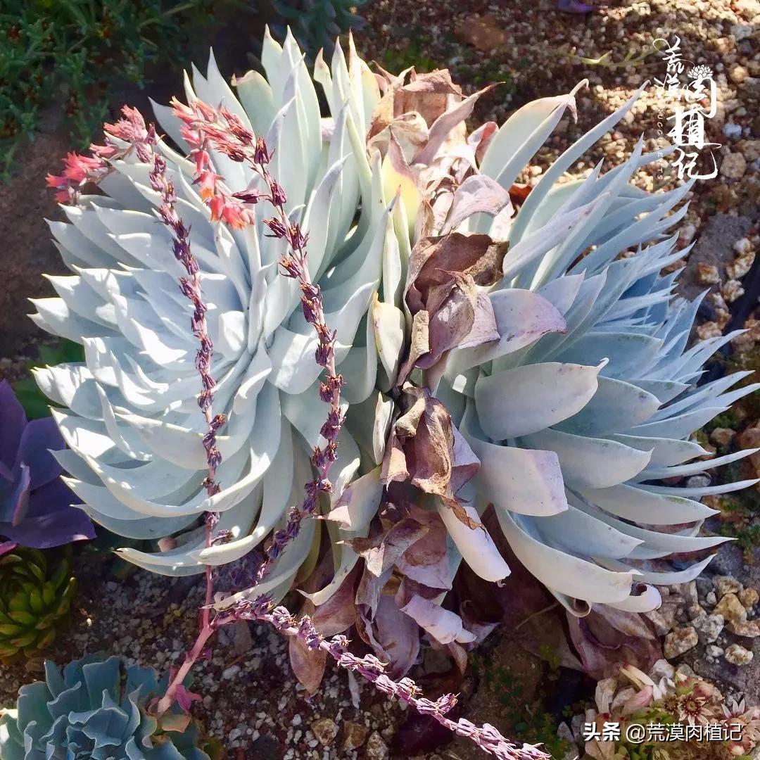 美国加州海岸仙女杯偷盗,美国加州仙女杯产业