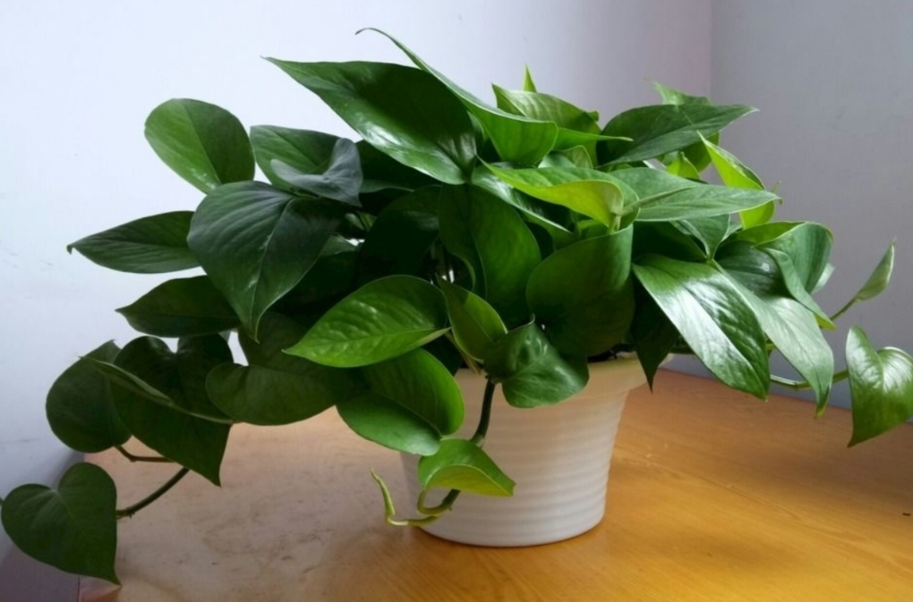 零下三十度户外养花,外面养花