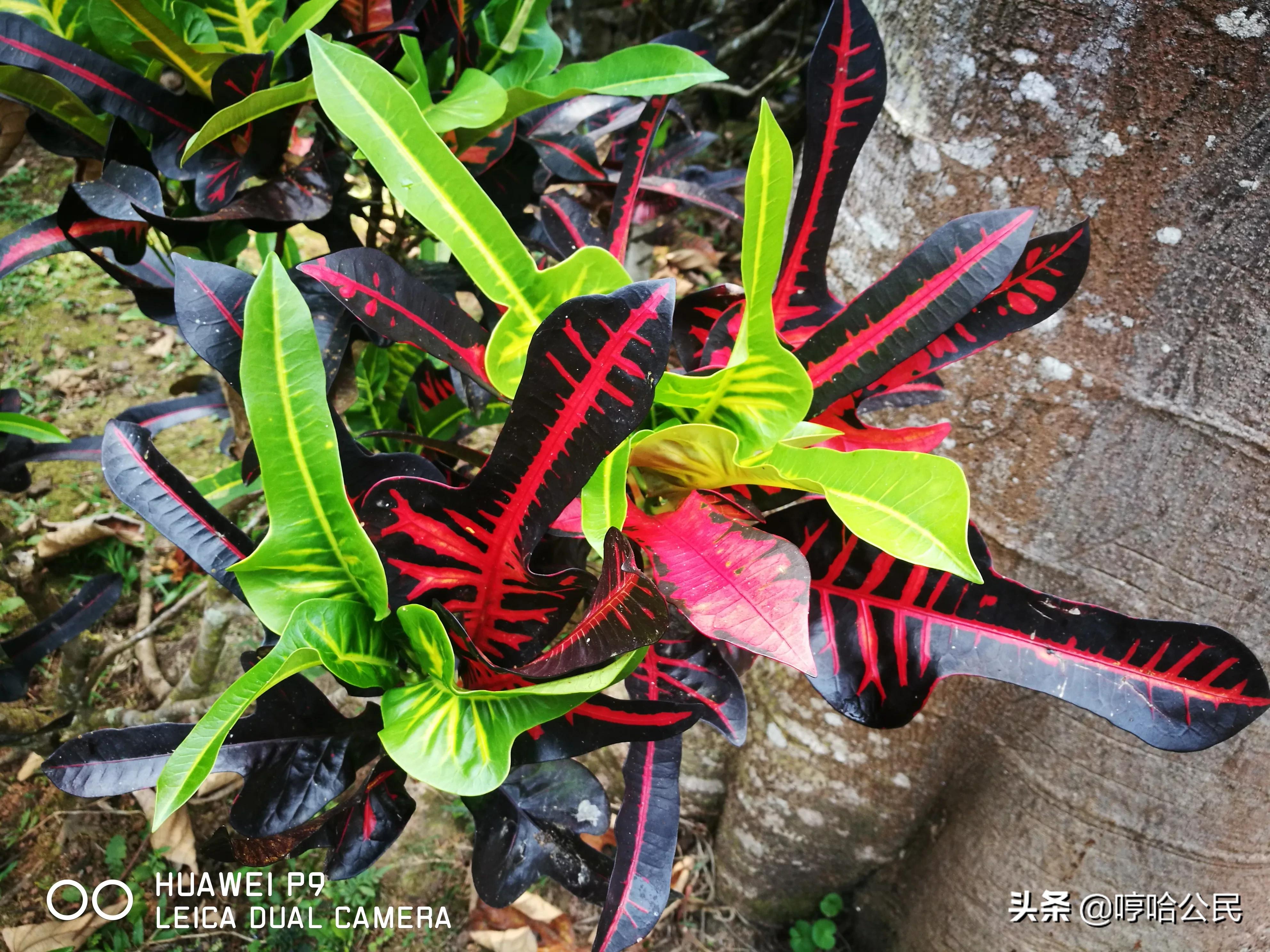 华为p9现在还值得入手吗,华为p9系列历代