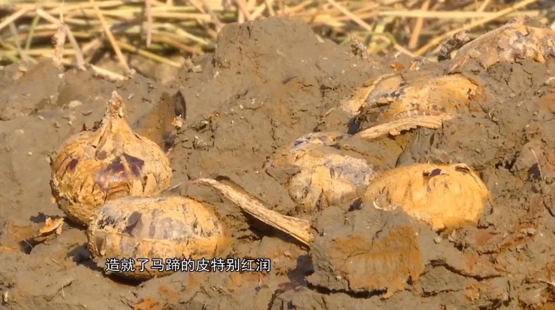 安义县黄洲镇马蹄之乡,贵港马蹄之乡是哪里的景点