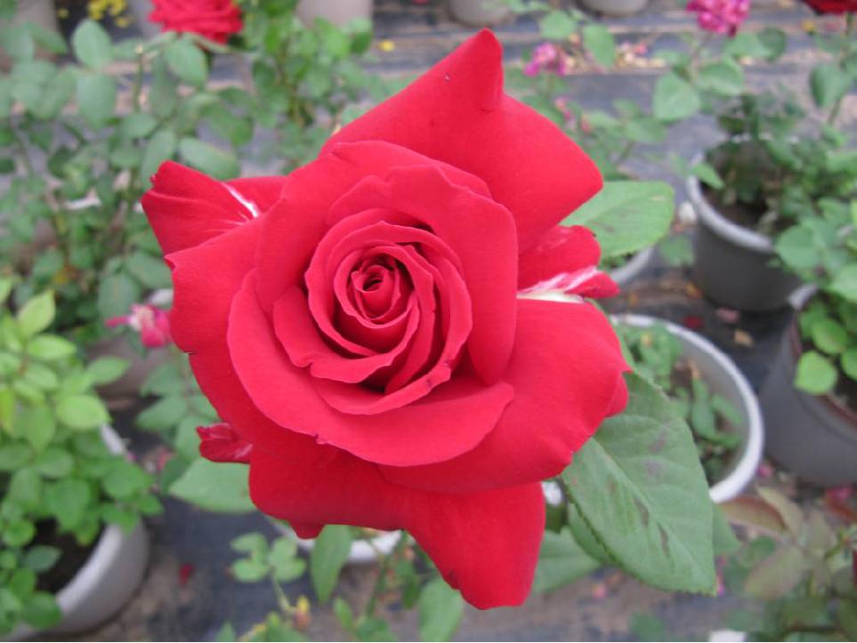 北京常见的树有哪些,北京绿化月季品种