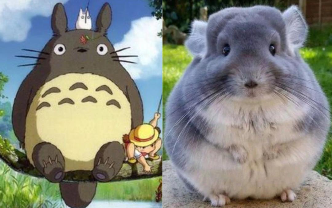 龙猫饲养全科普,科普饲养龙猫小知识