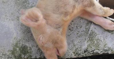 仔猪总是发病,仔猪为什么会患链球菌病